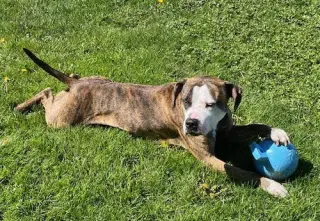Rocky (the Brindle)