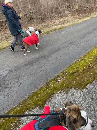 Rocky (the Brindle)