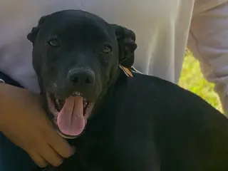 Kamara