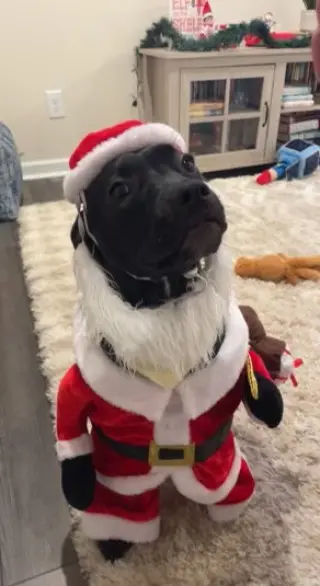 Kamara