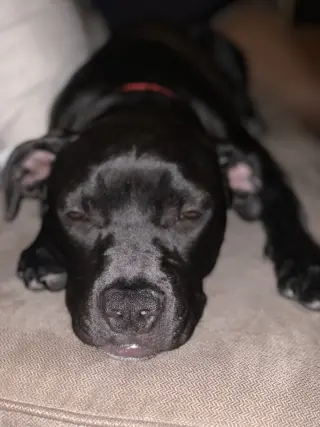 Kamara