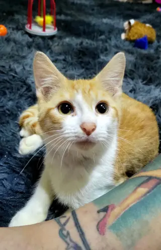 Steve