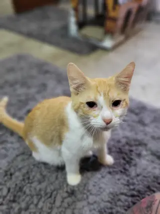 Steve
