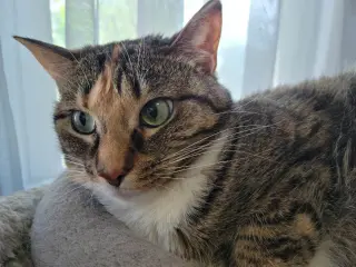 Zena