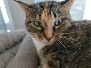 Zena