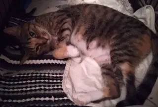 Zena