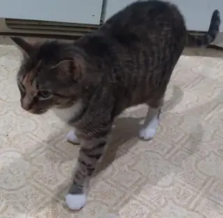 Zena