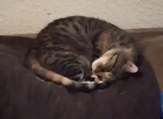 Zena