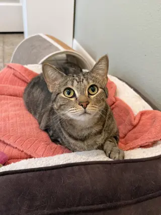 Loki