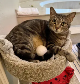 Loki