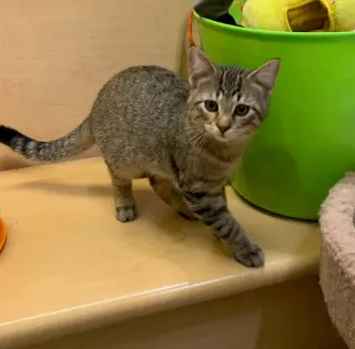Loki