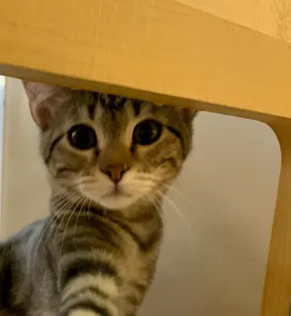 Loki