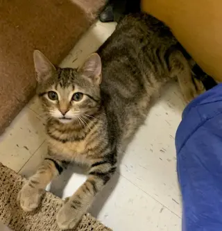 Loki