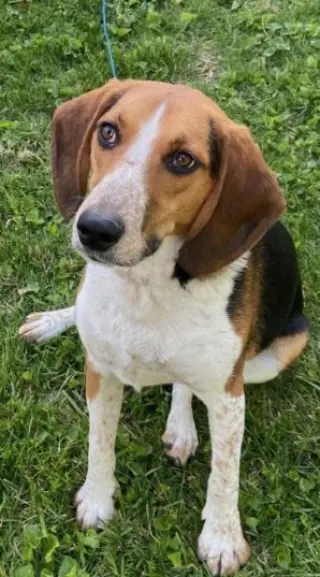 Elvis