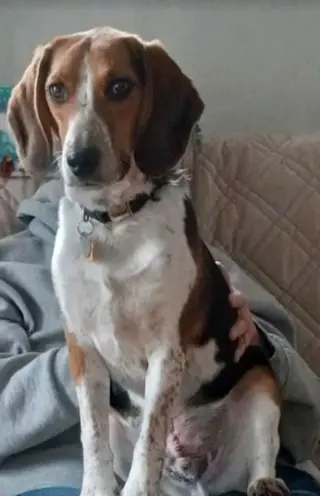 Elvis