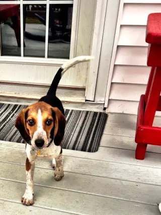 Elvis