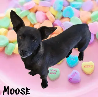 Moose