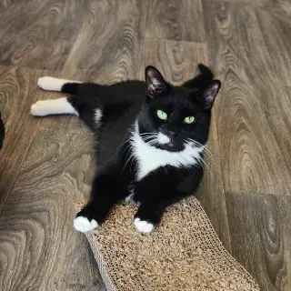 Barnabas