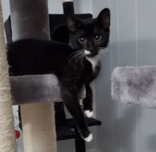 Barnabas