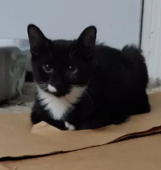 Barnabas