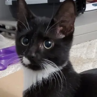 Barnabas