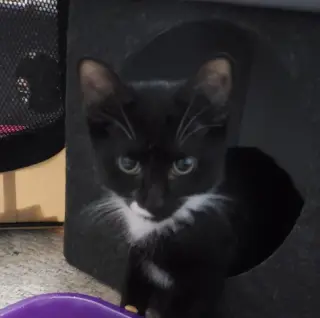 Barnabas