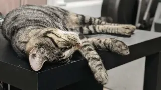 Sugar
