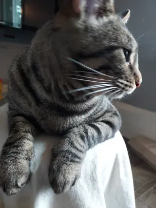 Sugar