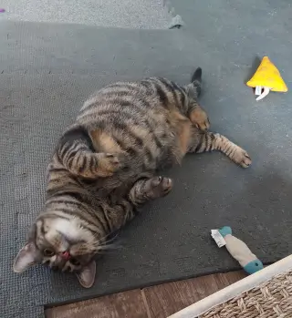 Sugar