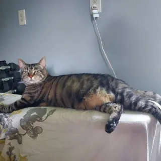 Sugar