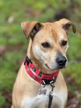 Roxy