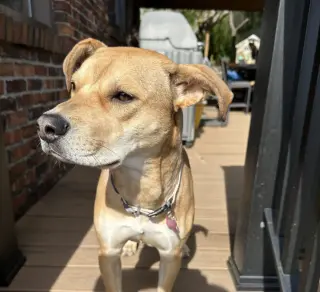 Roxy