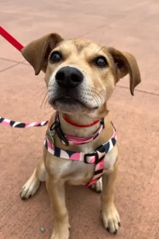 Roxy