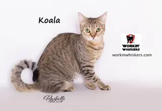 KOALA