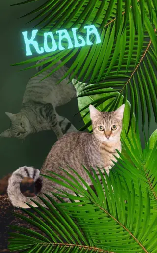 KOALA