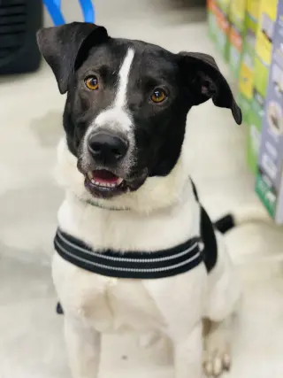 Chester 2 *Adopt or Foster*