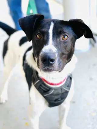 Chester 2 *Adopt or Foster*