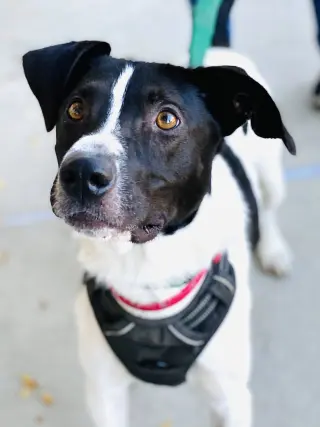 Chester 2 *Adopt or Foster*