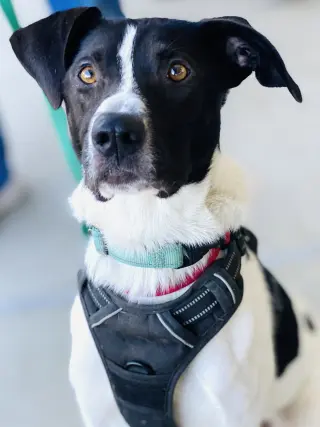 Chester 2 *Adopt or Foster*