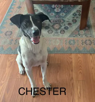 Chester 2 *Adopt or Foster*