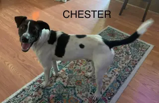 Chester 2 *Adopt or Foster*