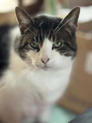 Grover