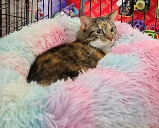 Mama Coco