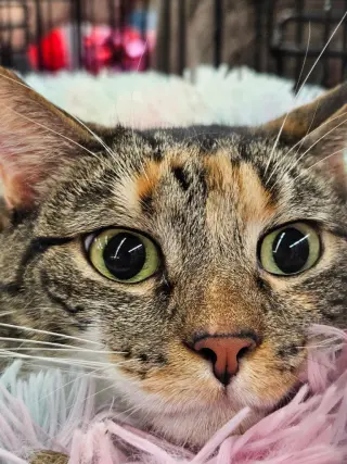 Mama Coco