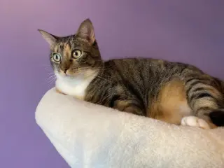 Mama Coco