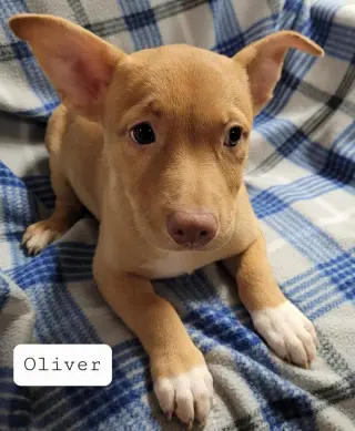 Oliver