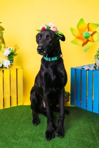Magic Man
