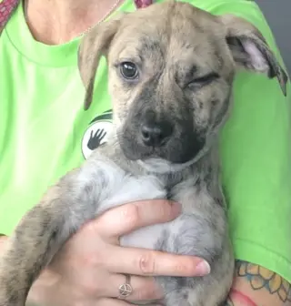 Piper