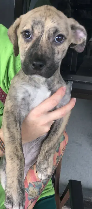 Piper