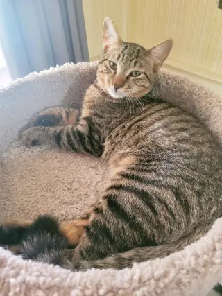 C211 litter Joey
